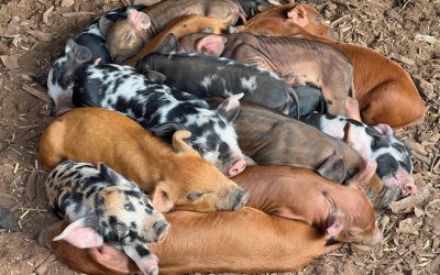 Rare Breeds
