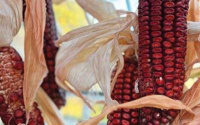 Disappearing Chile and Domesticated Corn