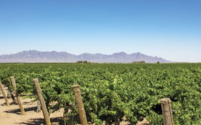 Crushing It  in the Mimbres Valley