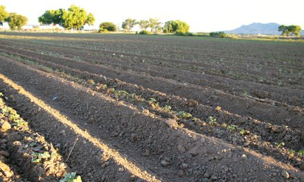 Acequias and the Art of Growing Vegetables without Plastic