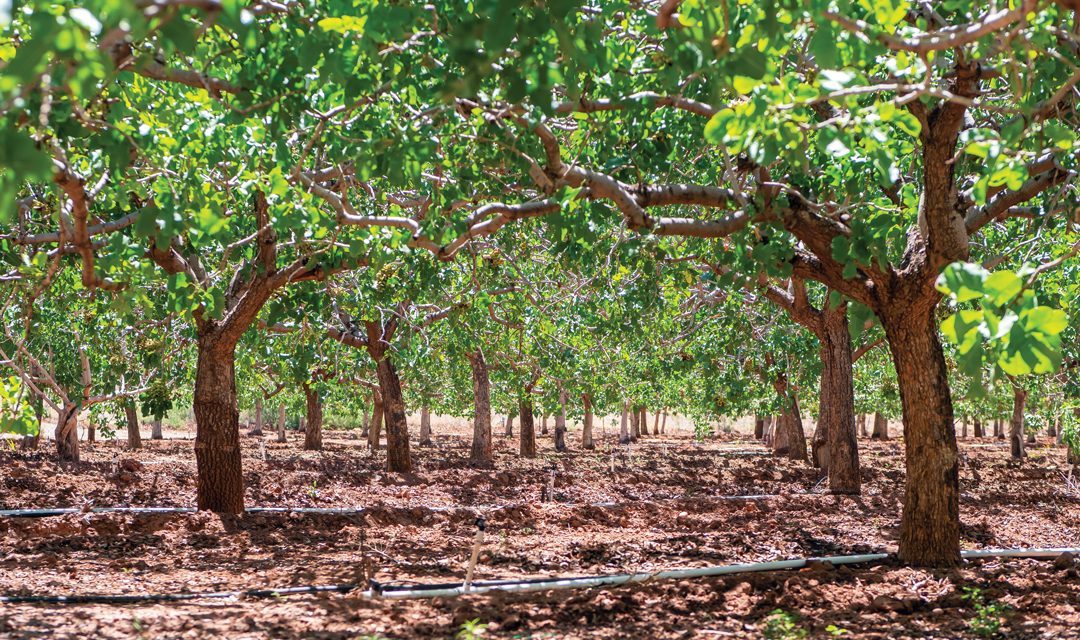 Green Gold: Pistachios in New Mexico