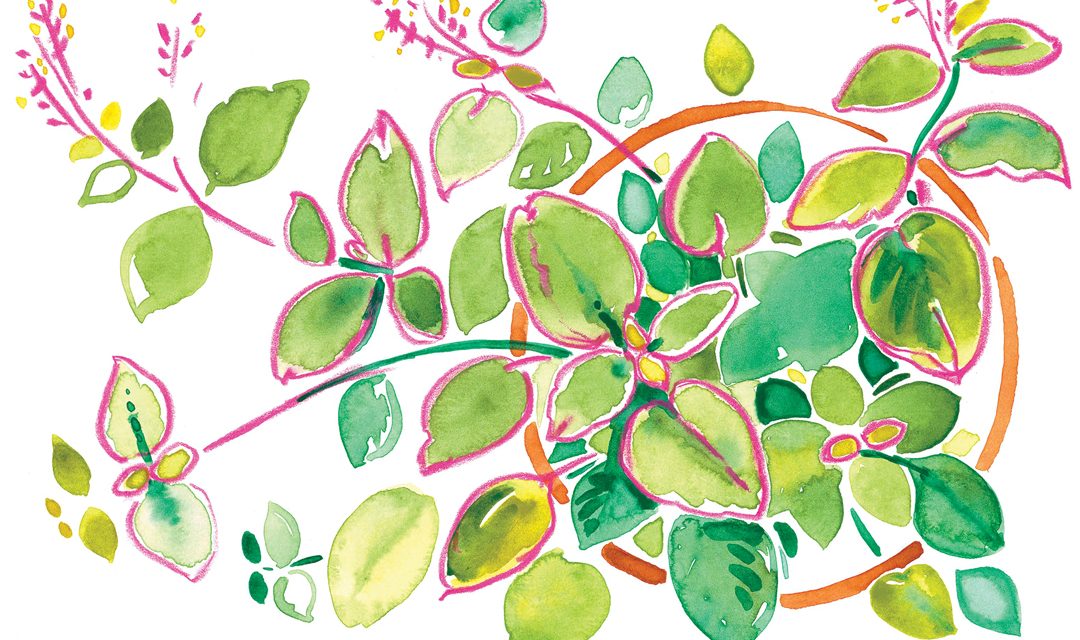Tulsi Ushers In the Sensation of Spring