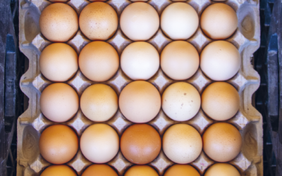 Tres Niños: A Curious Eggsperiment
