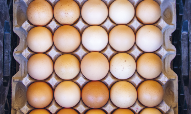 Tres Niños: A Curious Eggsperiment