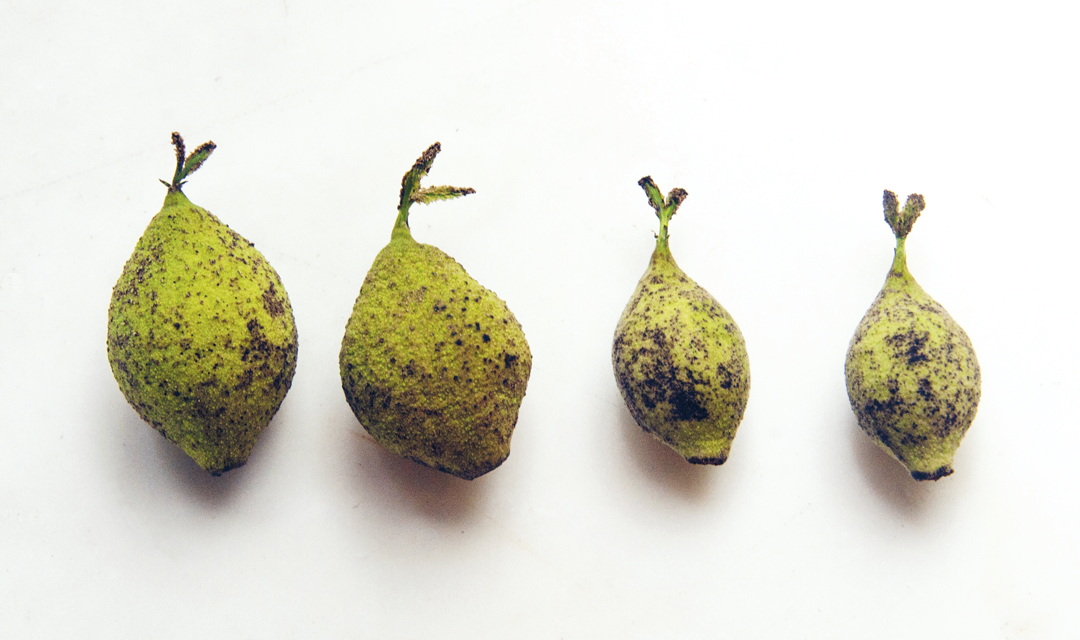 Nocino
