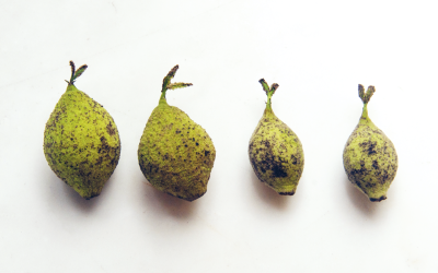 Nocino