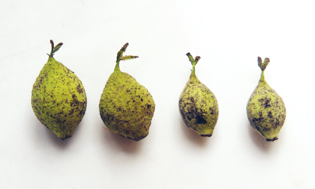 Nocino