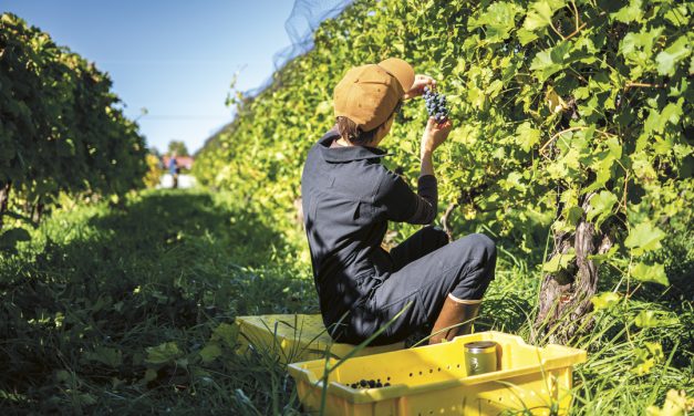 Remembering Harvest