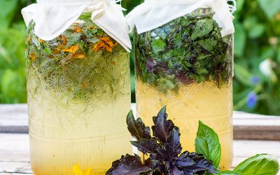 Wild Herbal Soda